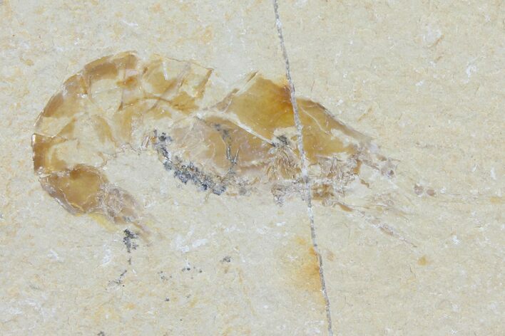 Cretaceous Fossil Shrimp - Lebanon #123916